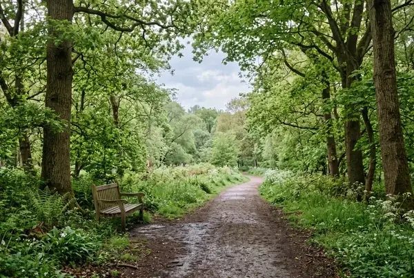 A quiet tree-lined path through a park on an overcast morning